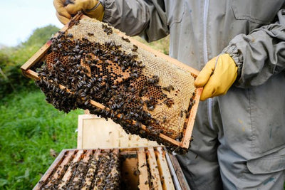 Supporting our native bee colonies