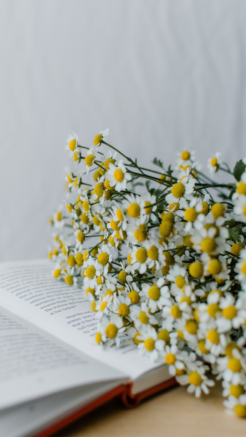 Chamomile on book