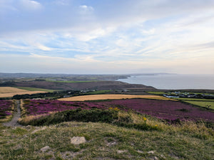 Scenic Cornish view of a coastal landscape with heather fields and a body of water under a blue sky. St Agnes Beacon
