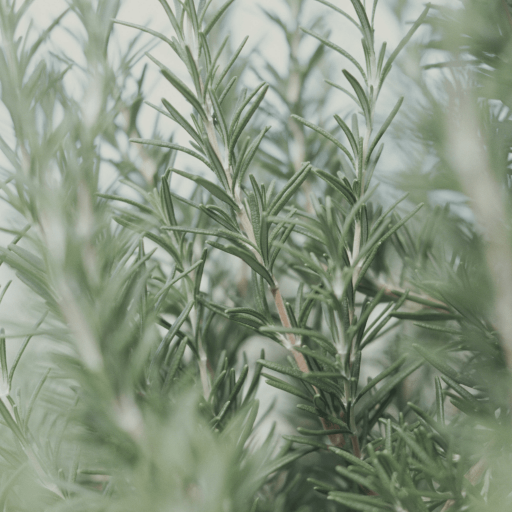 Rosemary & Hypericum Recovery Balm 45ml