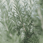 Rosemary & Hypericum Recovery Balm 45ml