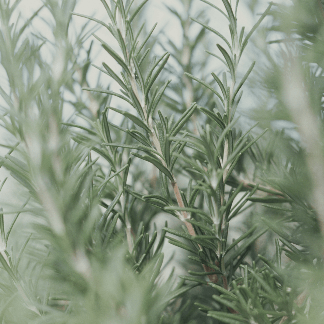 Rosemary & Hypericum Recovery Balm 45ml